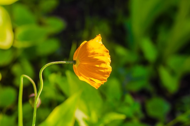 A Tróllius flower among the green grass.