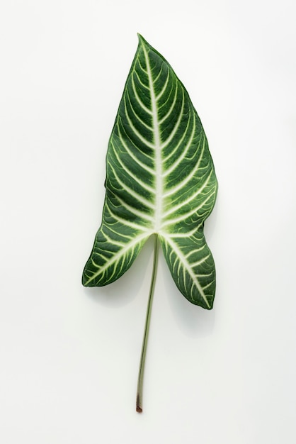 Tropical Alocasia leaf on white background