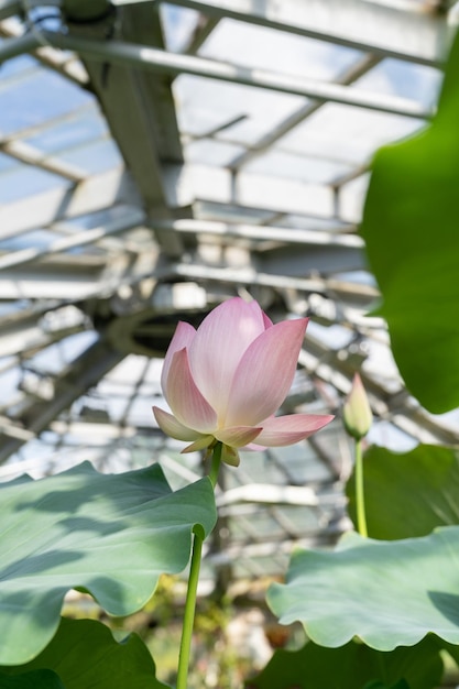 Tropical aquatic plant pink lotus water lily blooming in greenhouse