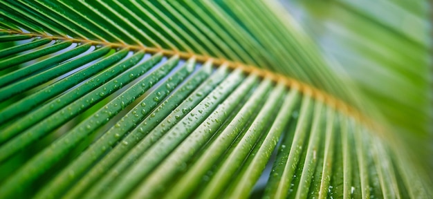 Tropical background green coconut palm leaf. Closeup nature view of palm leaves background textures