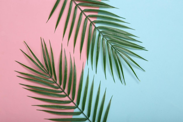 Tropical background Palm leaves on pink blue background