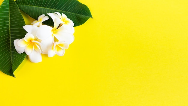 Tropical background with frangipani flowers and green leaves with copy space