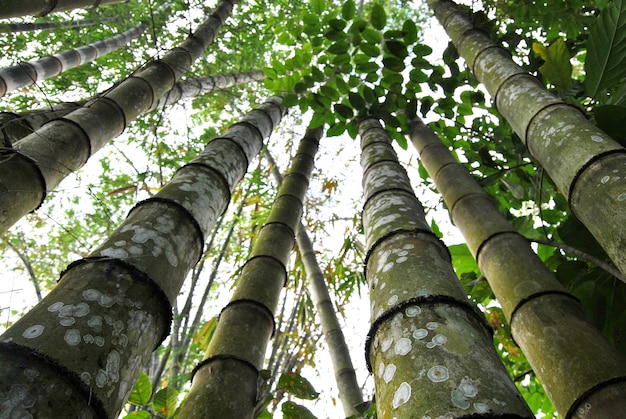 Tropical bamboo forest