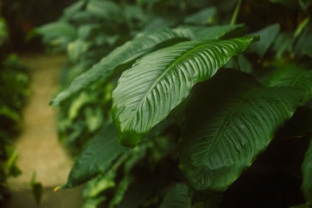 Tropical banana leaf texture in garden abstract green leaf large palm foliage nature dark green back