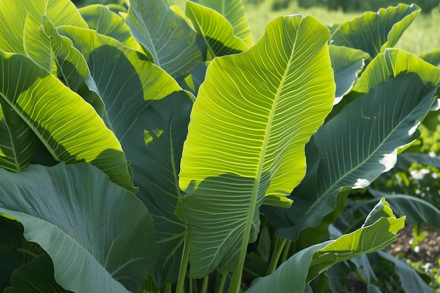 Tropical banana leaves in the field Thailand Natural background