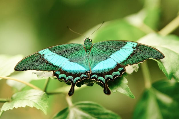 Tropical batterfly Emerald green Swallow tail butterfly