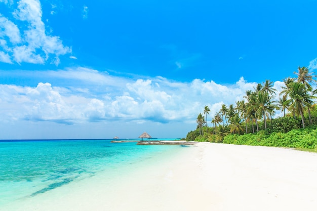 Tropical beach in Maldives with few palm trees and blue lagoon