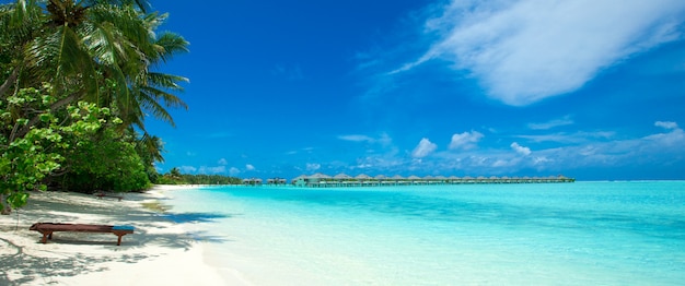 Tropical beach in Maldives with few palm trees