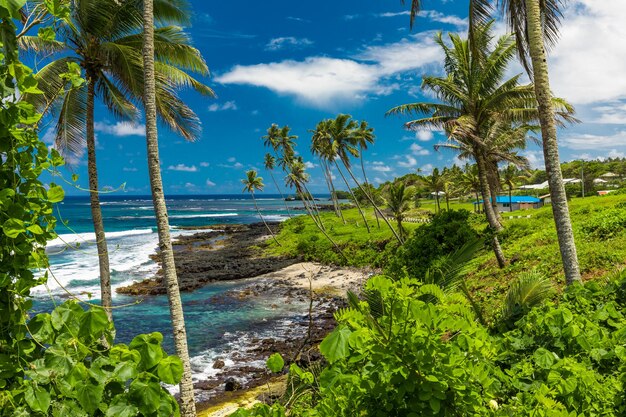 Photo tropical beach on south side of samoa island with coconut palm trees