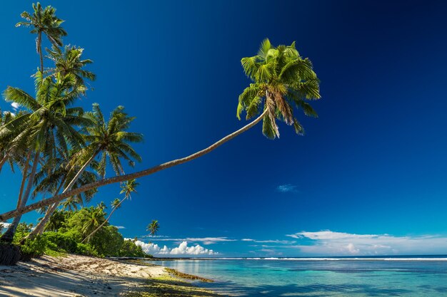 Photo tropical beach on south side of samoa island with coconut palm trees