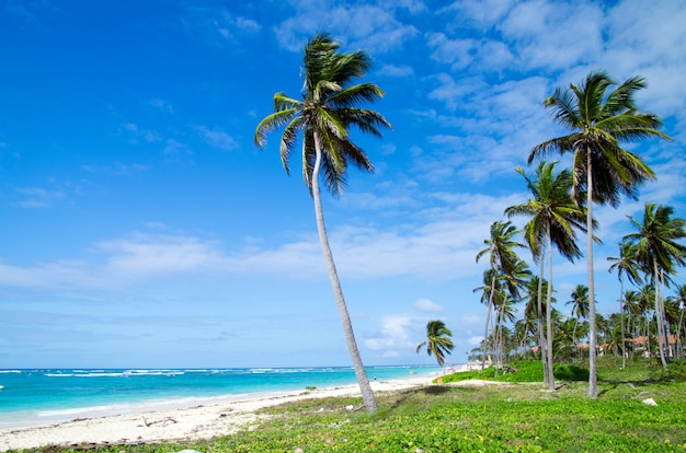 tropical beach on sunny day