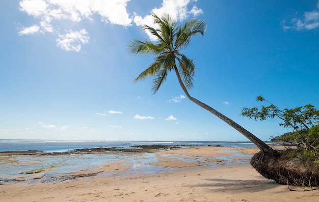 Tropical beach with coconut trees on the island of Boipeba in Bahia Brazil.