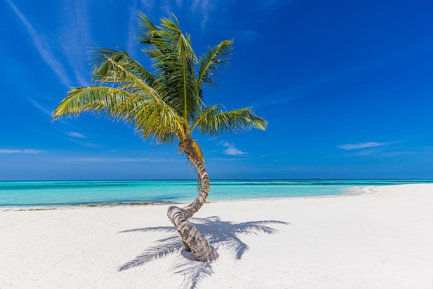 Tropical beach with palm tree, white sand sunny weather. Tropical island beach lonely palm tree