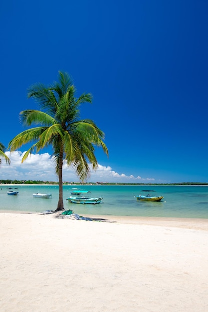 Tropical beach with palm trees and blue lagoon