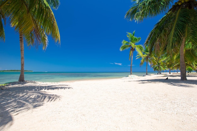 Tropical beach with palm trees and blue lagoon