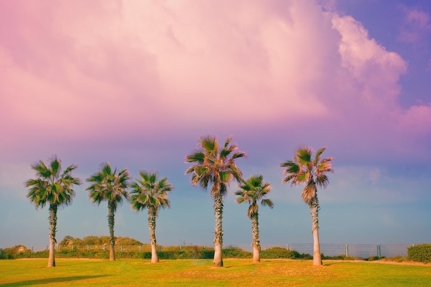 Tropical beach with palm trees at sunset light background