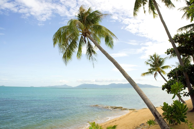 Tropical beach with palm trees