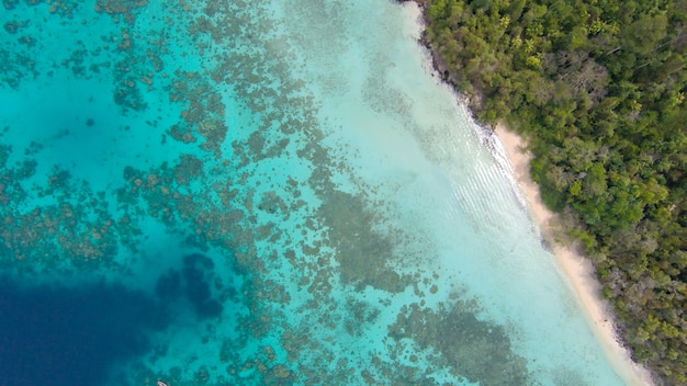 Tropical beach with sea and palm