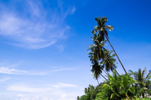 Tropical beach