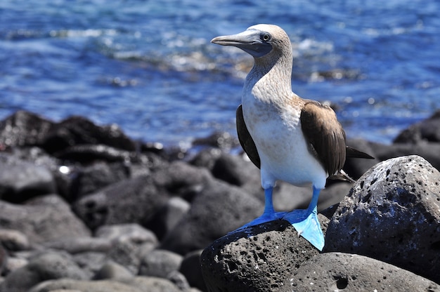 Photo tropical bird in natural environment