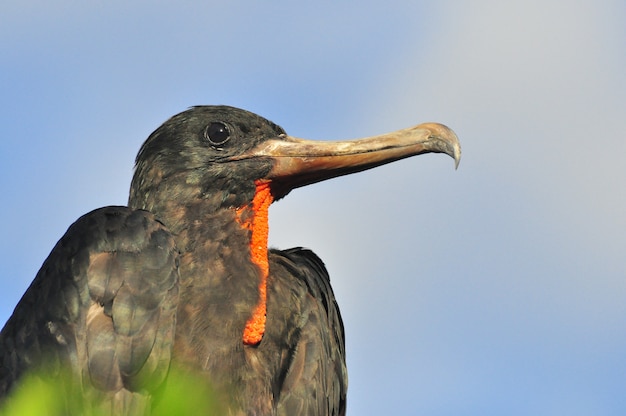 Photo tropical bird in natural environment