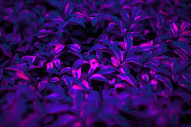 Tropical black light glowing blurry leaves