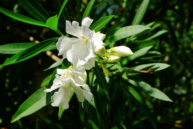 Tropical blooming flowers closeup