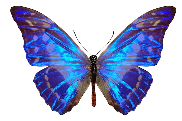 Tropical blue butterfly. isolated on white background