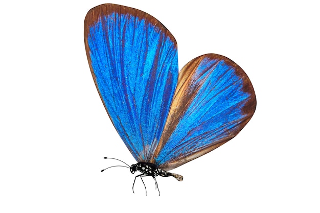 Tropical blue butterfly. isolated on white background