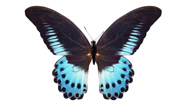 Tropical blue butterfly. isolated on white background