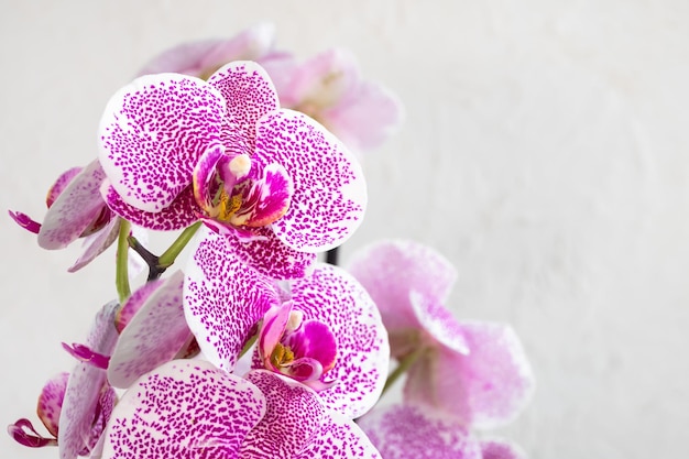 Tropical branch white with small purple speckles orchid flowers phalaenopsis pandora elegance known as the Moth Orchid or Phal Flower on the white background Selective focus on foreground