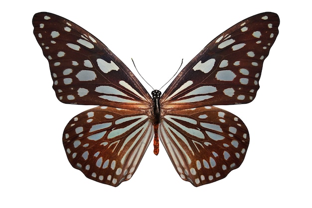 Tropical brown butterfly isolated on white background