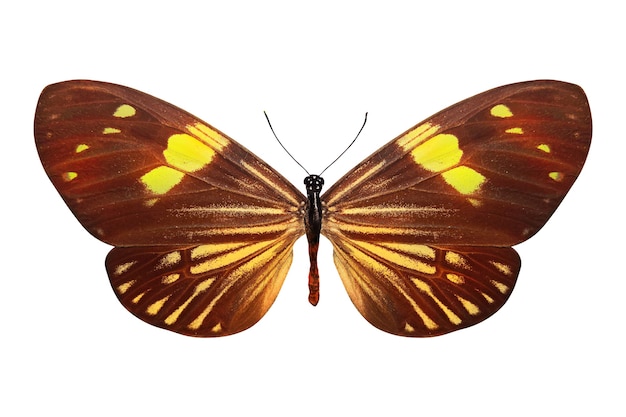 Tropical brown butterfly with beautiful yellow stripes