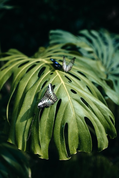 Photo tropical butterflies on big green leaf