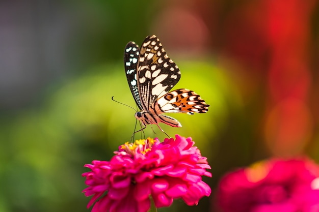 Tropical butterfly on flower, macro shots, butterfly garden