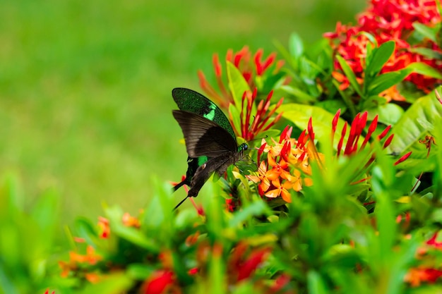 Tropical butterfly Papilio maackii pollinates flowers