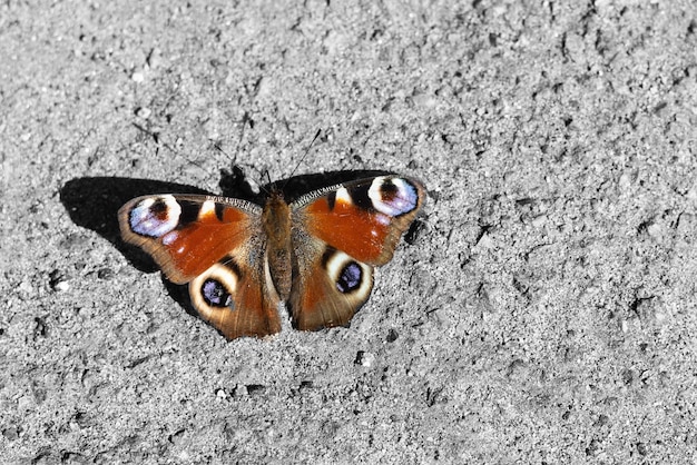 Tropical butterfly sits on a concrete wall