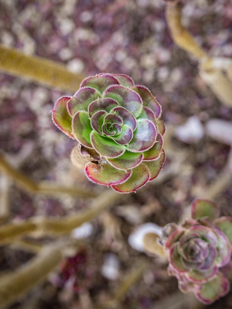 tropical cacti grows in a botanical garden