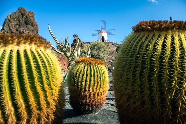 Tropical cactus garden in guatiza village lanzarote canary islands spain