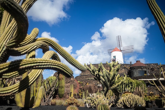 Tropical cactus garden in guatiza village lanzarote canary islands spain