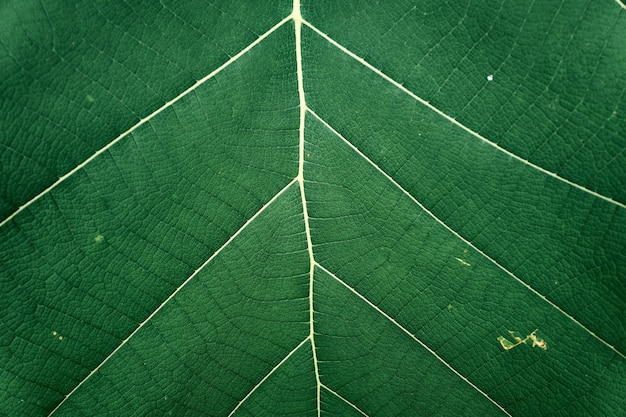 Tropical closeup nature green leaf and textures pattern as background or wallpaper. 