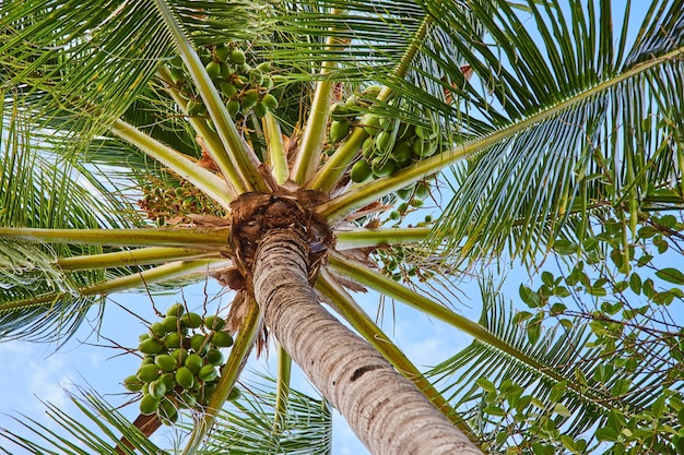 Tropical Coconut Palm Tree with Green Coconuts Upward View