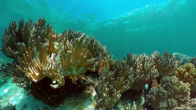 Tropical colourful underwater seascape tropical fishes and coral reef underwater