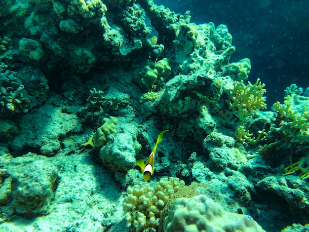 Tropical and coral sea fish beautiful underwater world