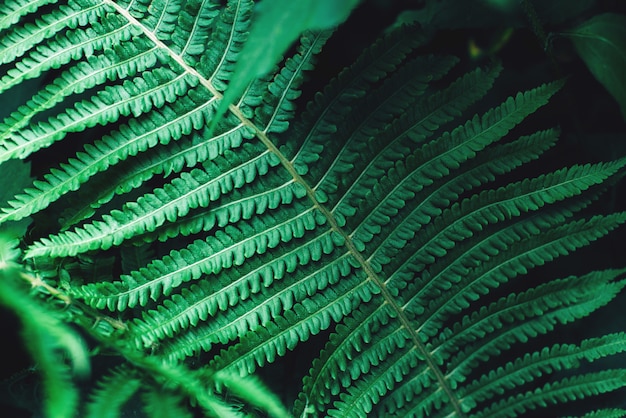 Tropical dark green leaf  Toned floral background 