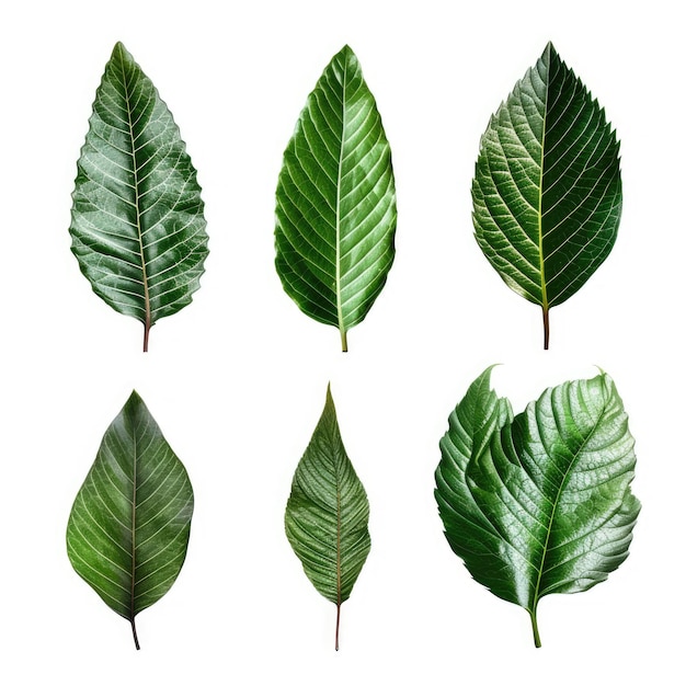 Tropical different type exotic leaves set Jungle plants Realistic isolated on white background Tropical leaves collection