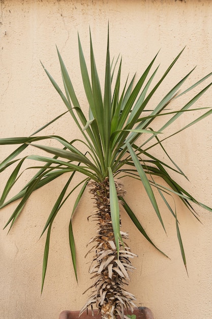 Tropical exotic palm leaves on beige background Minimal floral composition