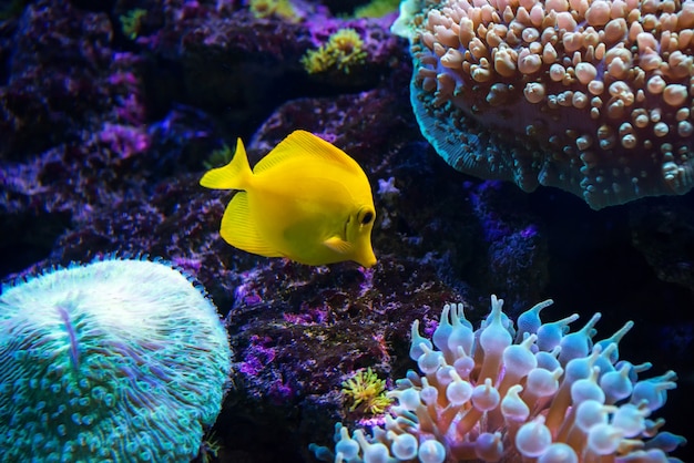 Tropical fish swims near coral reef