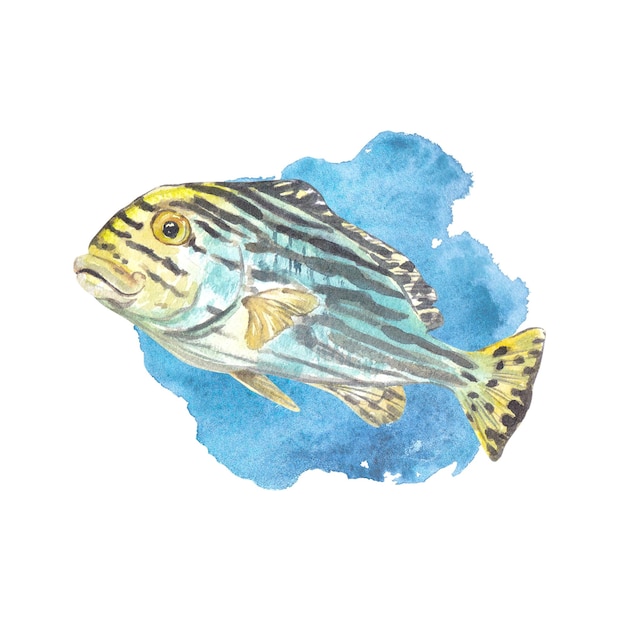 Photo tropical fish with dark stripes on a watercolor blue spot isolated on white watercolor illustration