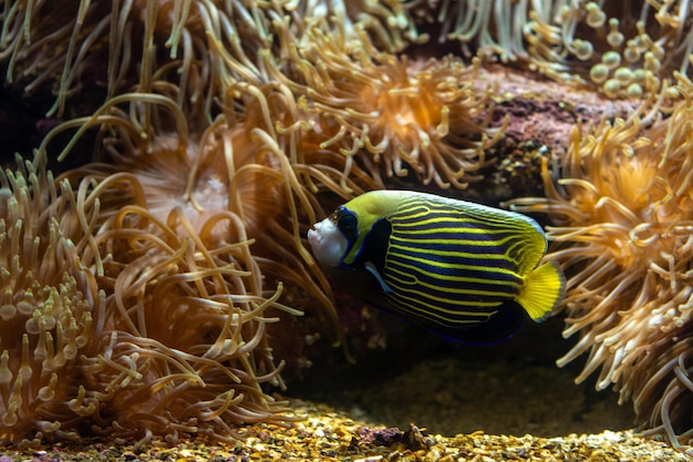 Tropical fishes swimming in sea aquarium